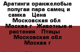 Аратинги оранжелобые, попугаи пара самец и самка › Цена ­ 25 000 - Московская обл., Москва г. Животные и растения » Птицы   . Московская обл.,Москва г.